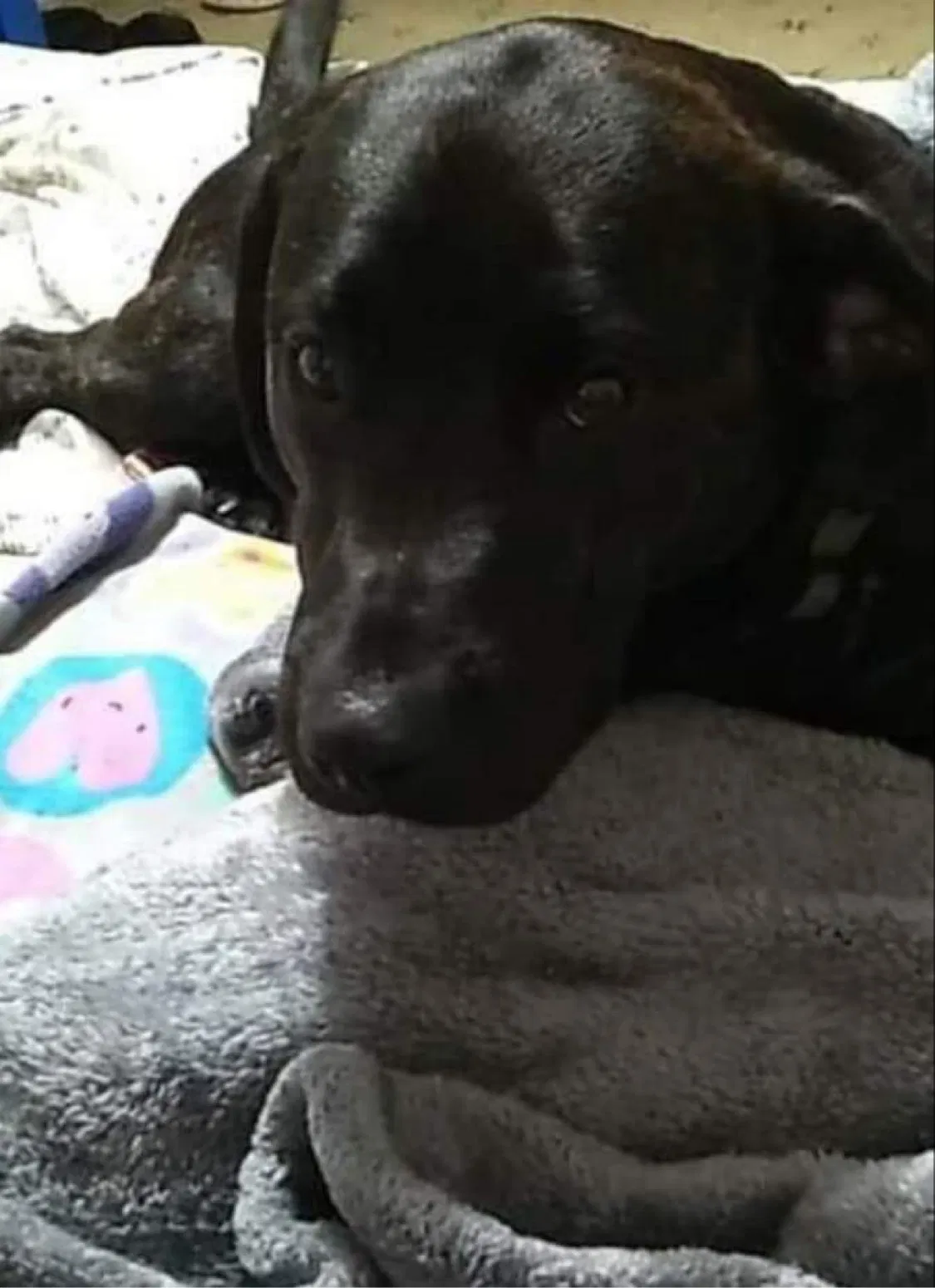 Lost dog in Lancaster, OH, 43130