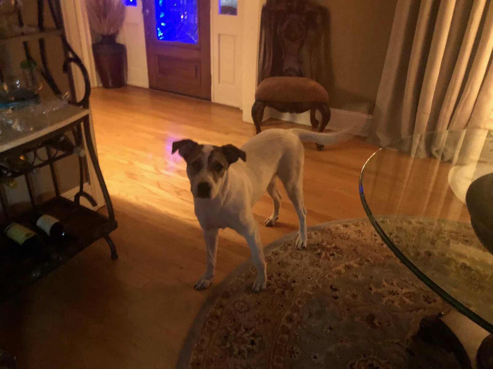 Found dog in Brandon, MS, 39047