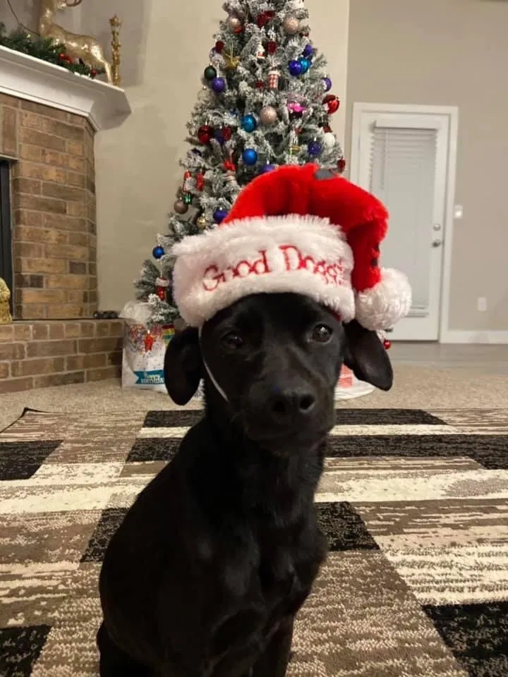 Lost dog in Midland, TX, 79705