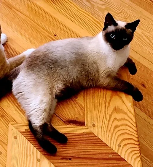 Lost cat in Cameron, NC, 28326