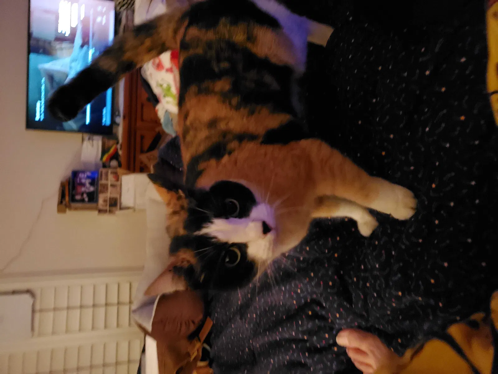 Found cat in Yuma, AZ, 85367