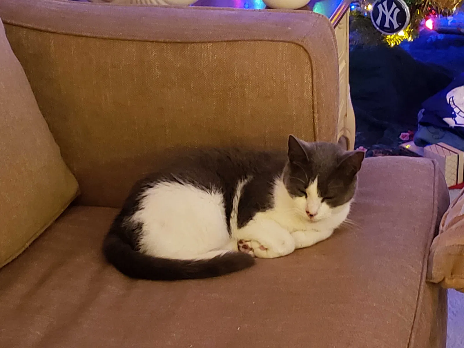 Lost cat in Boynton Beach, FL, 33426