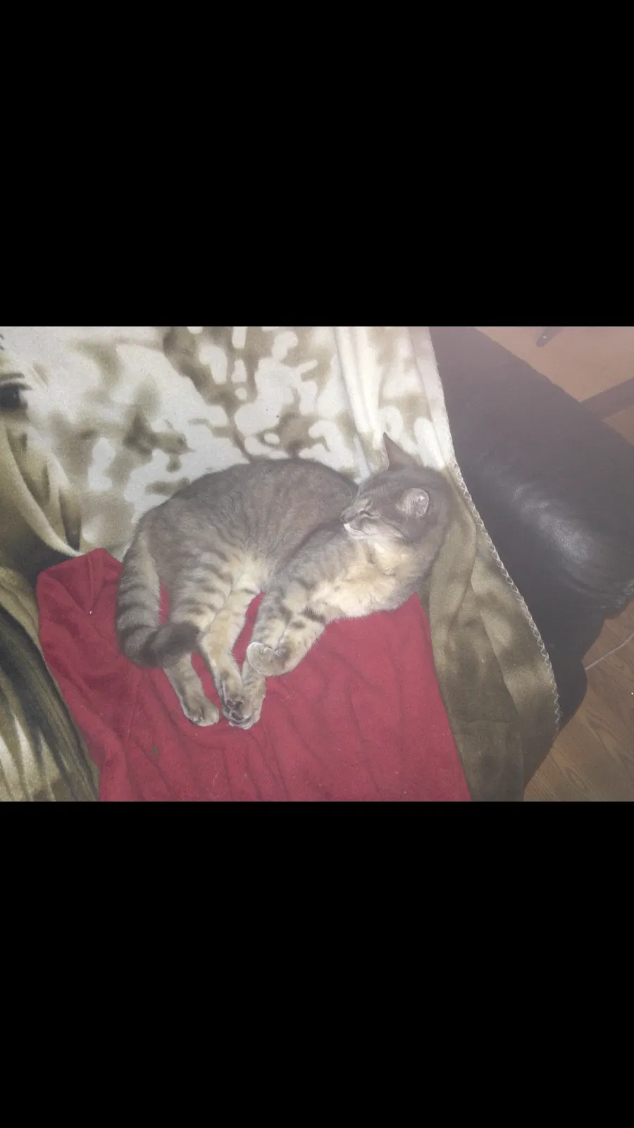 Lost cat in Loxahatchee, FL, 33470