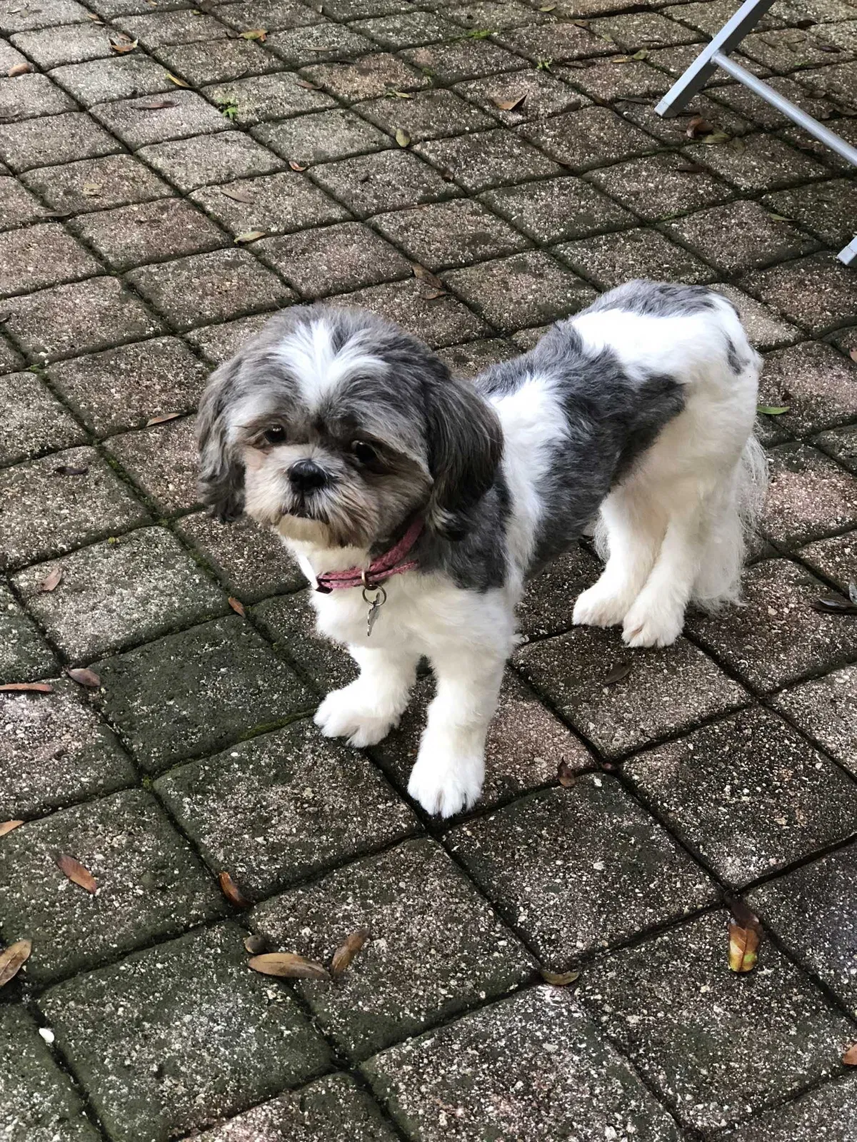 Lost dog in Wesley Chapel, FL, 33545
