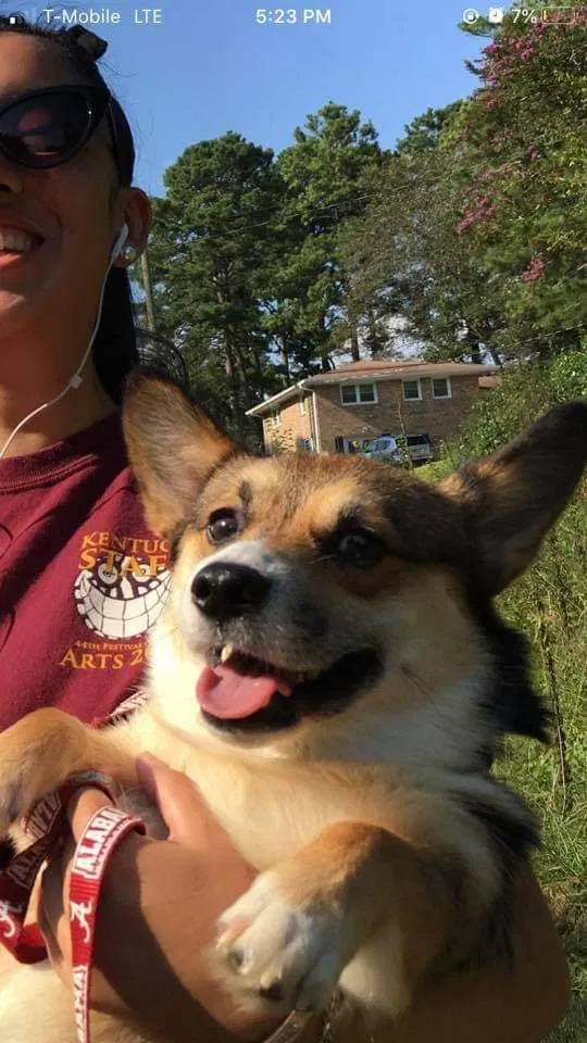 Lost dog in Birmingham, AL, 35215