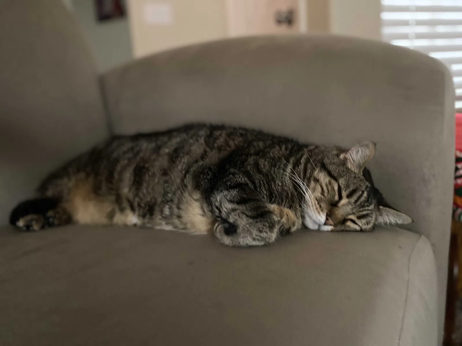 Lost cat in Henderson, NV, 89012