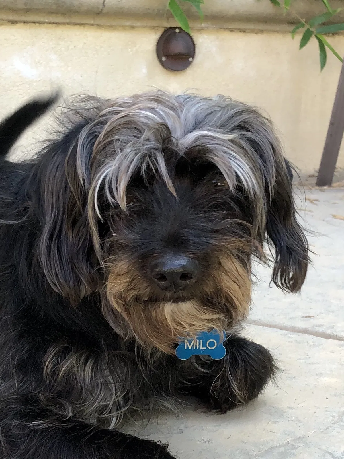Lost dog in Camarillo, CA, 93012