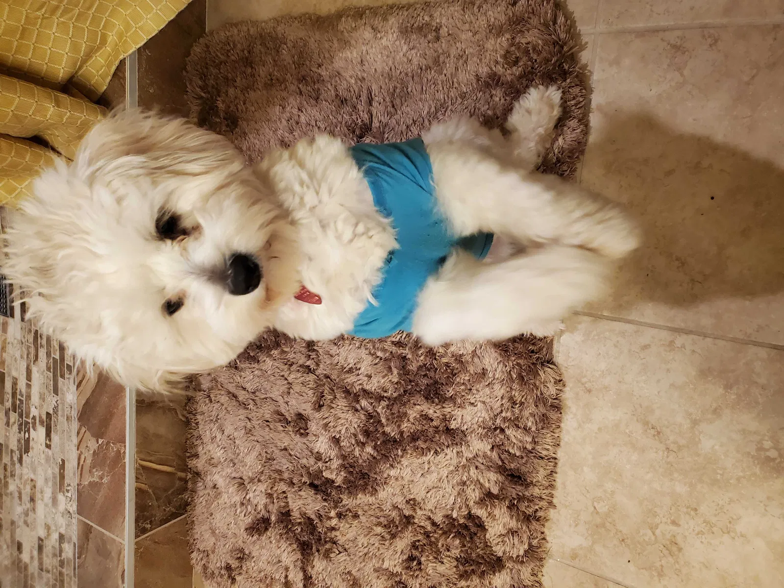 Lost dog in Atlanta, GA, 30349