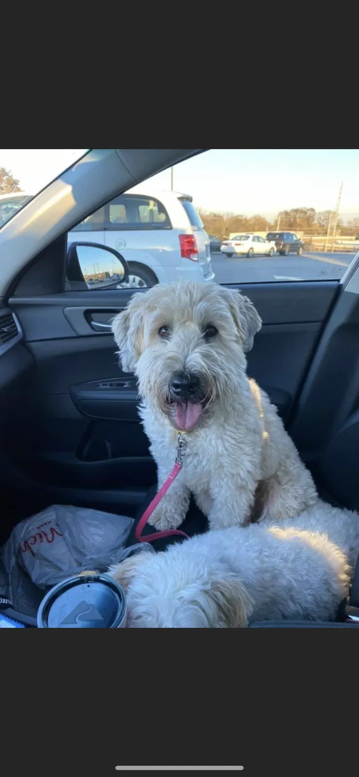 Lost dog in Saint Louis, MO, 63119