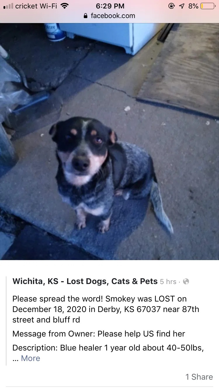 Lost dog in Derby, KS, 67037