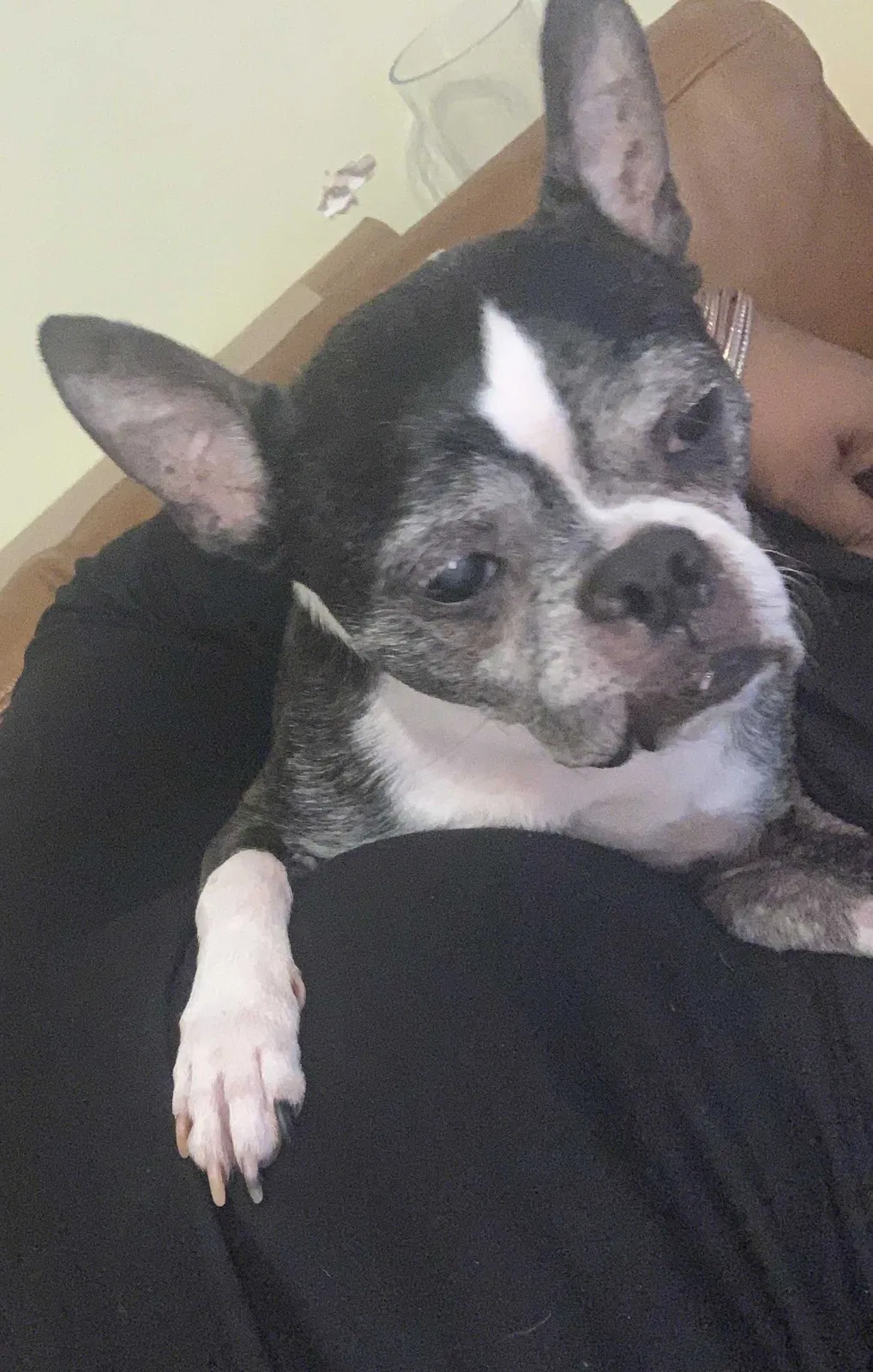 Lost dog in Charlotte, NC, 28216