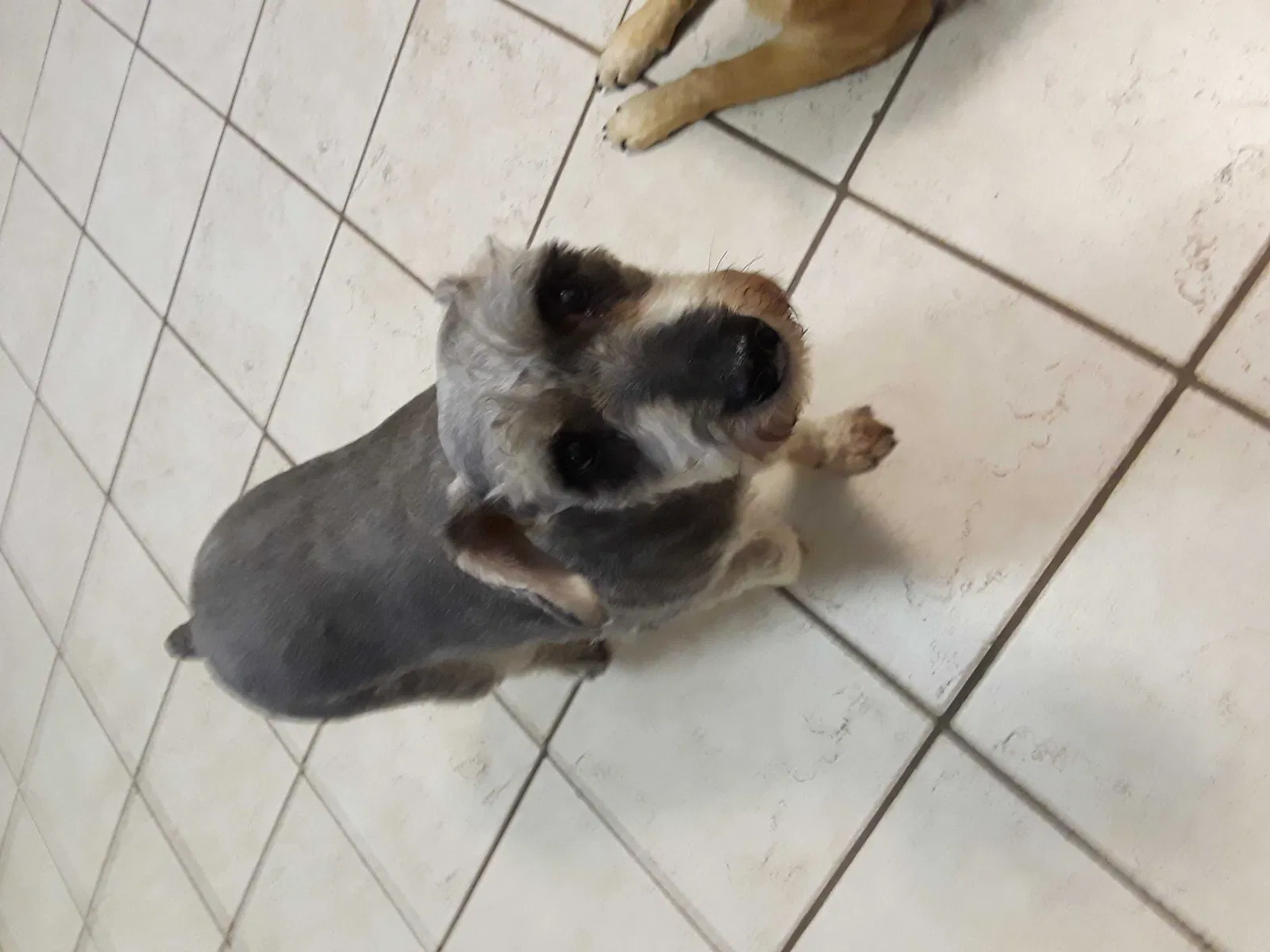 Lost dog in Mcallen, TX, 78504