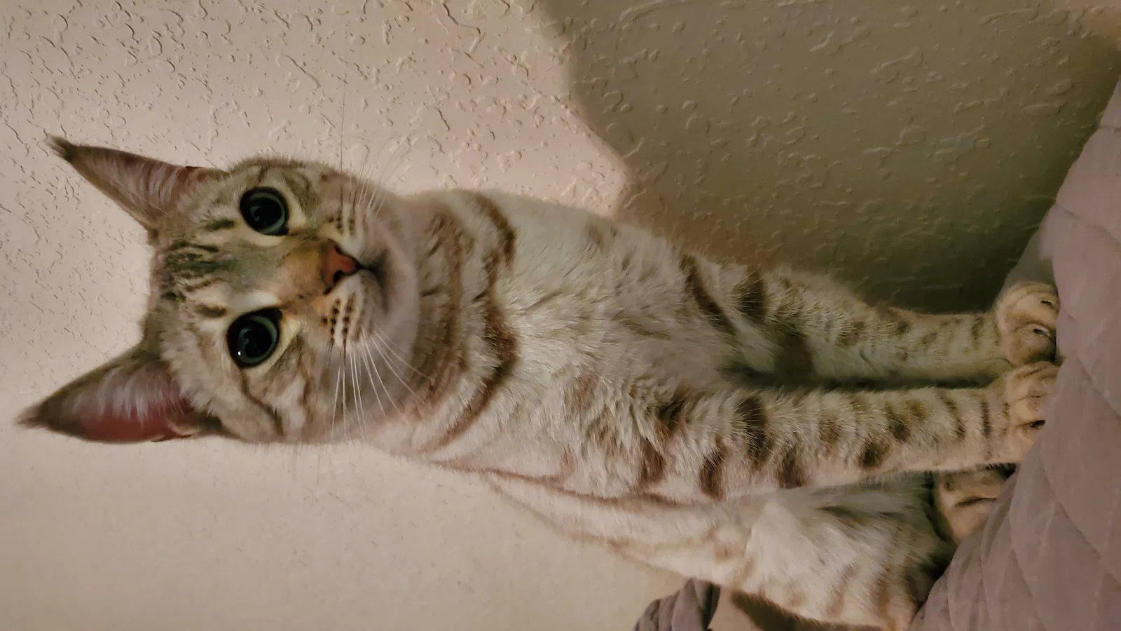 Lost cat in Hermosa, SD, 57744