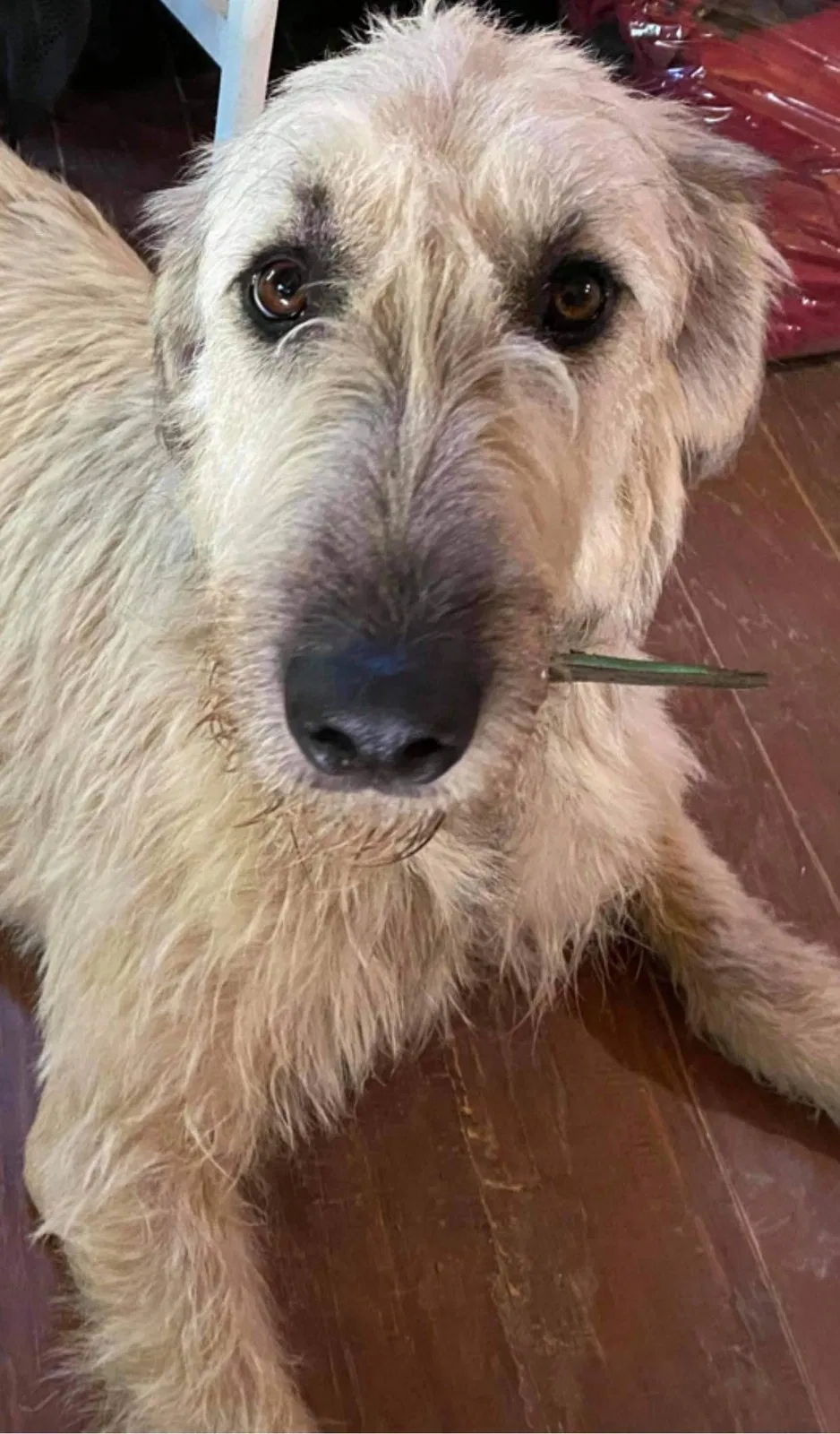 Lost dog in Shady Point, OK, 74956