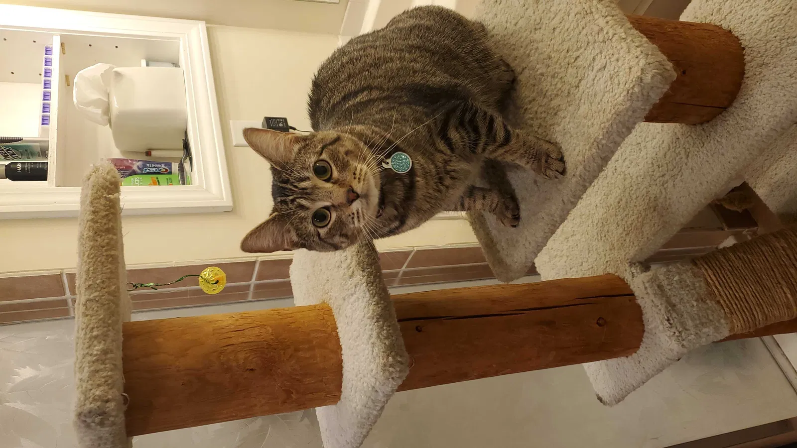 Lost cat in Hendersonville, NC, 28791