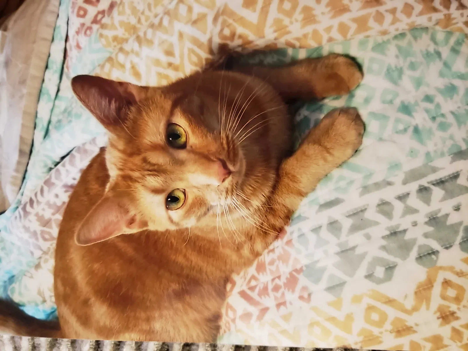 Lost cat in Erie, MI, 48133
