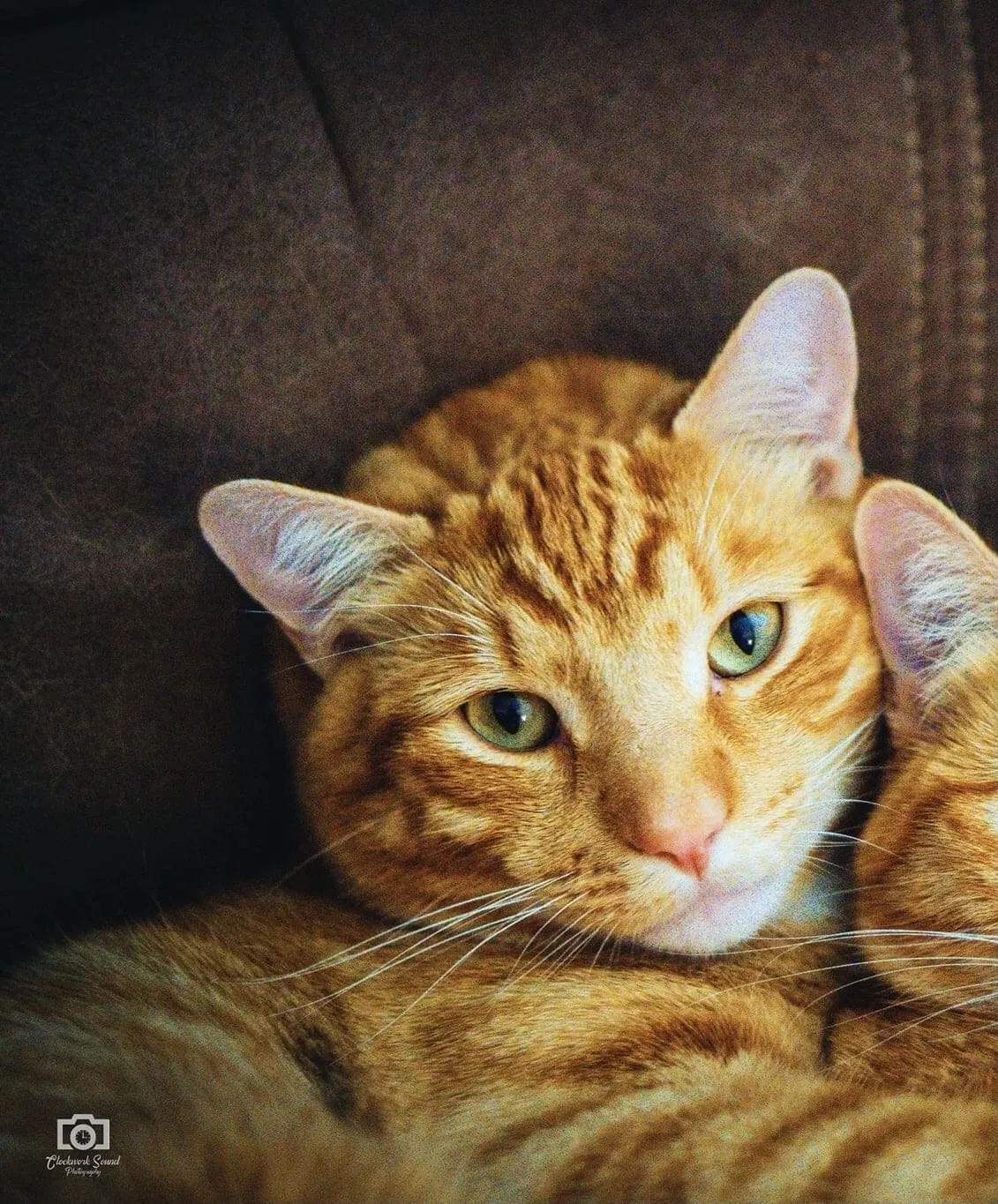 Lost cat in Olympia, WA, 98516