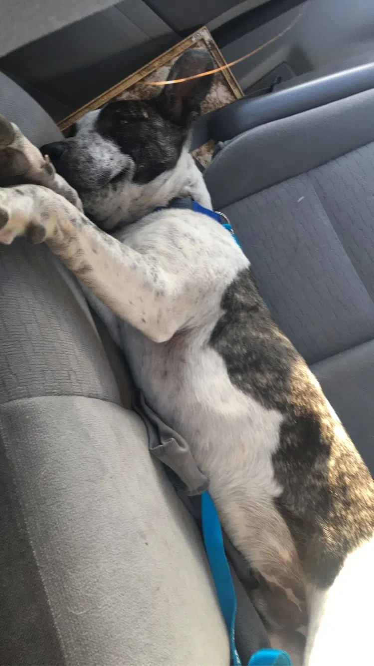 Lost dog in Los Lunas, NM, 87031
