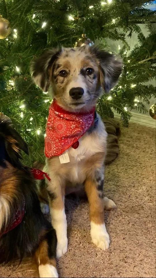 Lost dog in Highlandville, MO, 65669