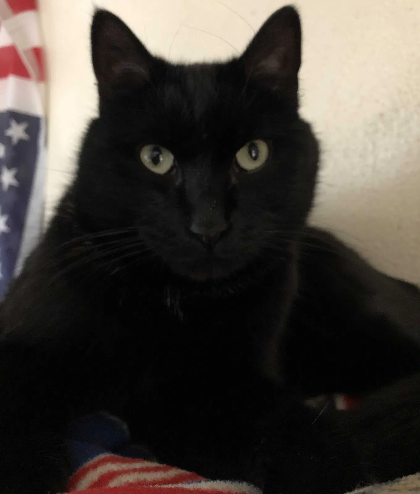 Lost cat in Montebello, CA, 90640