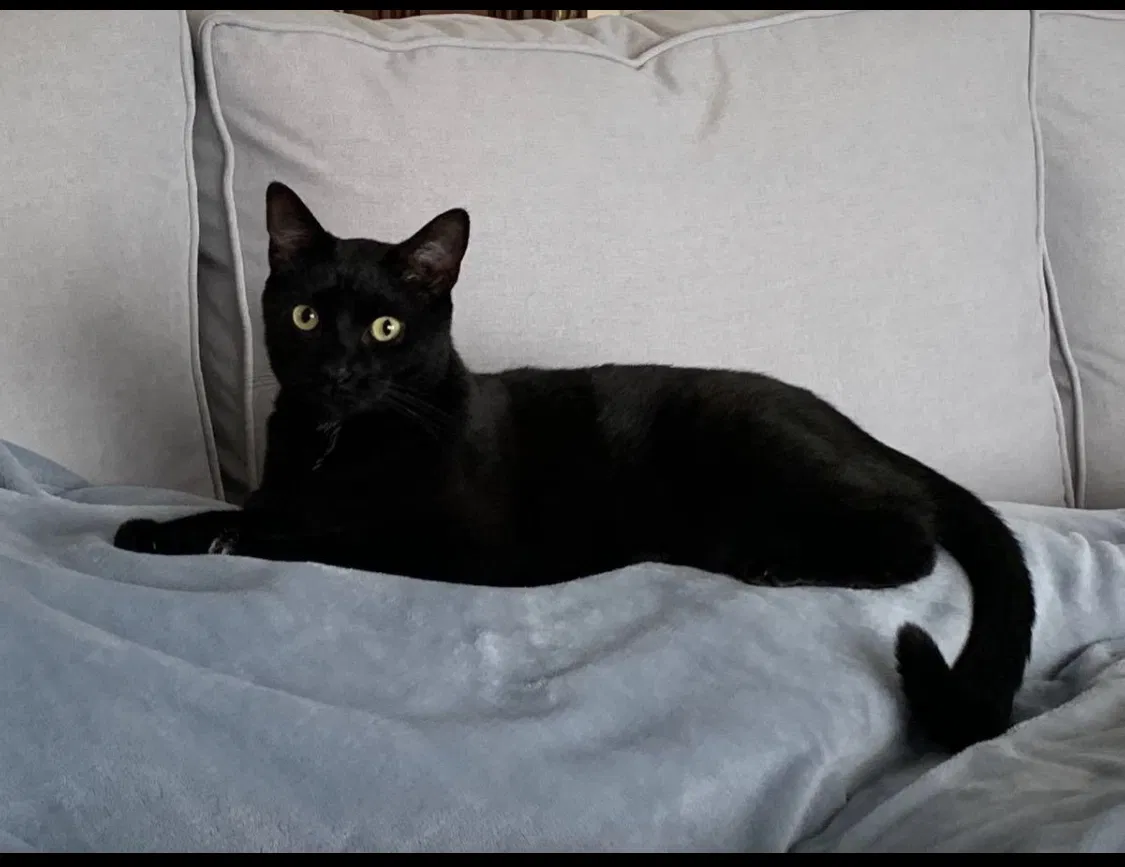 Lost cat in San Luis Obispo, CA, 93405