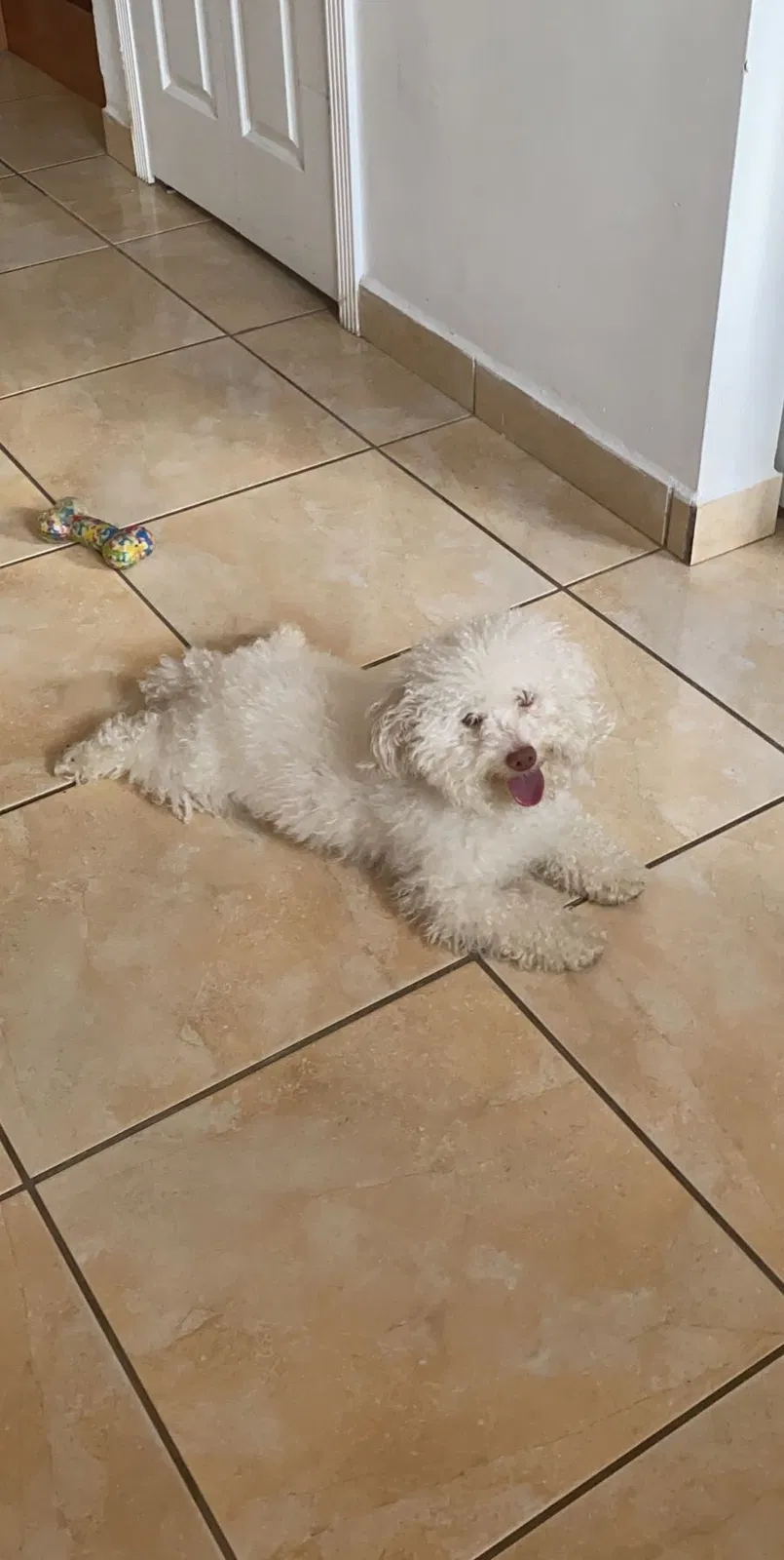 Lost dog in Miami, FL, 33185