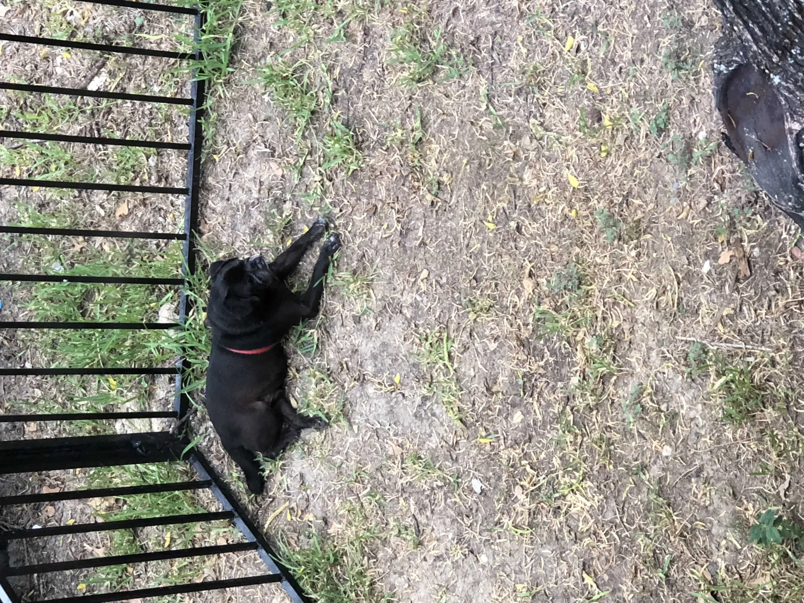 Lost dog in Bryan, TX, 77802