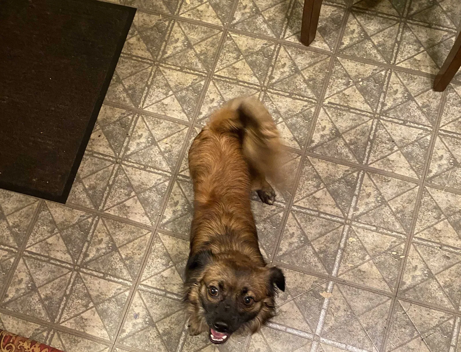 Lost dog in Rochester, NY, 14611