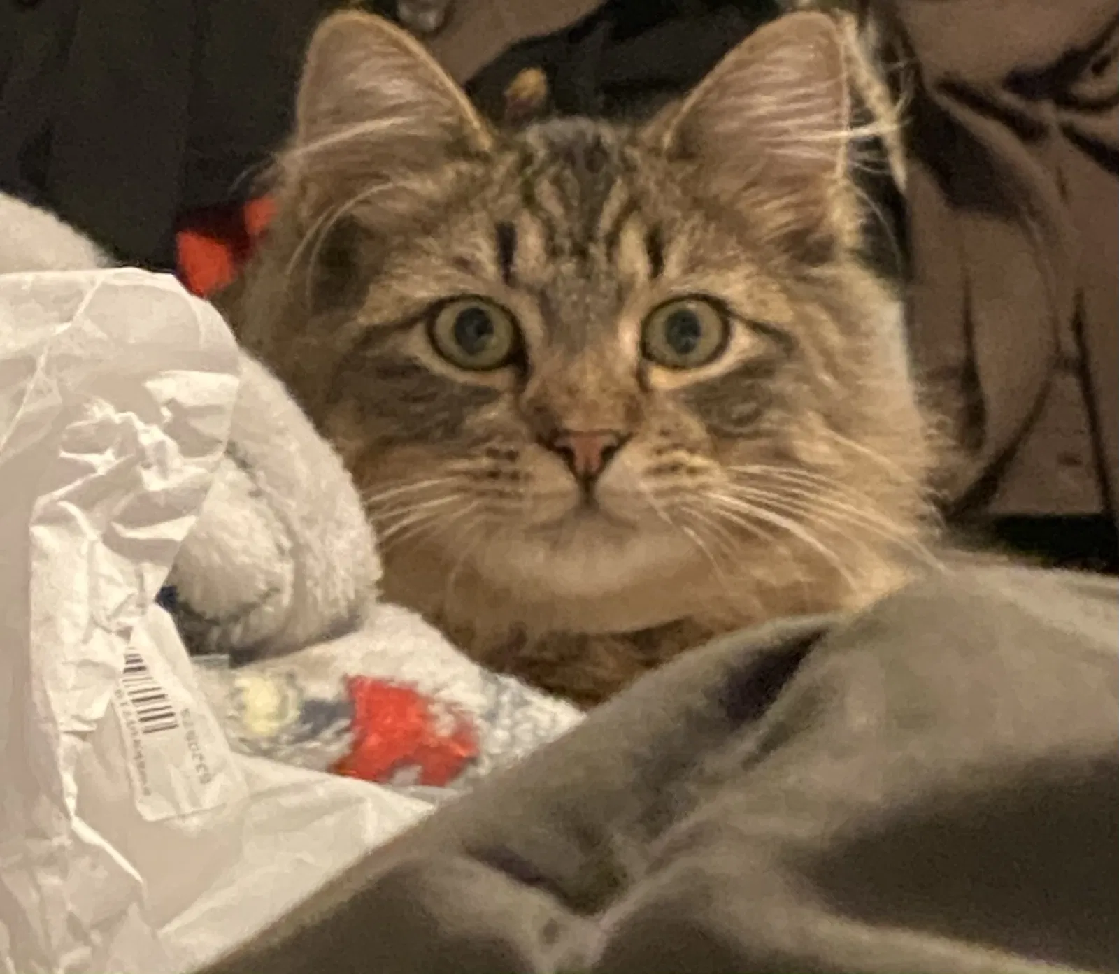 Lost cat in Gilroy, CA, 95020