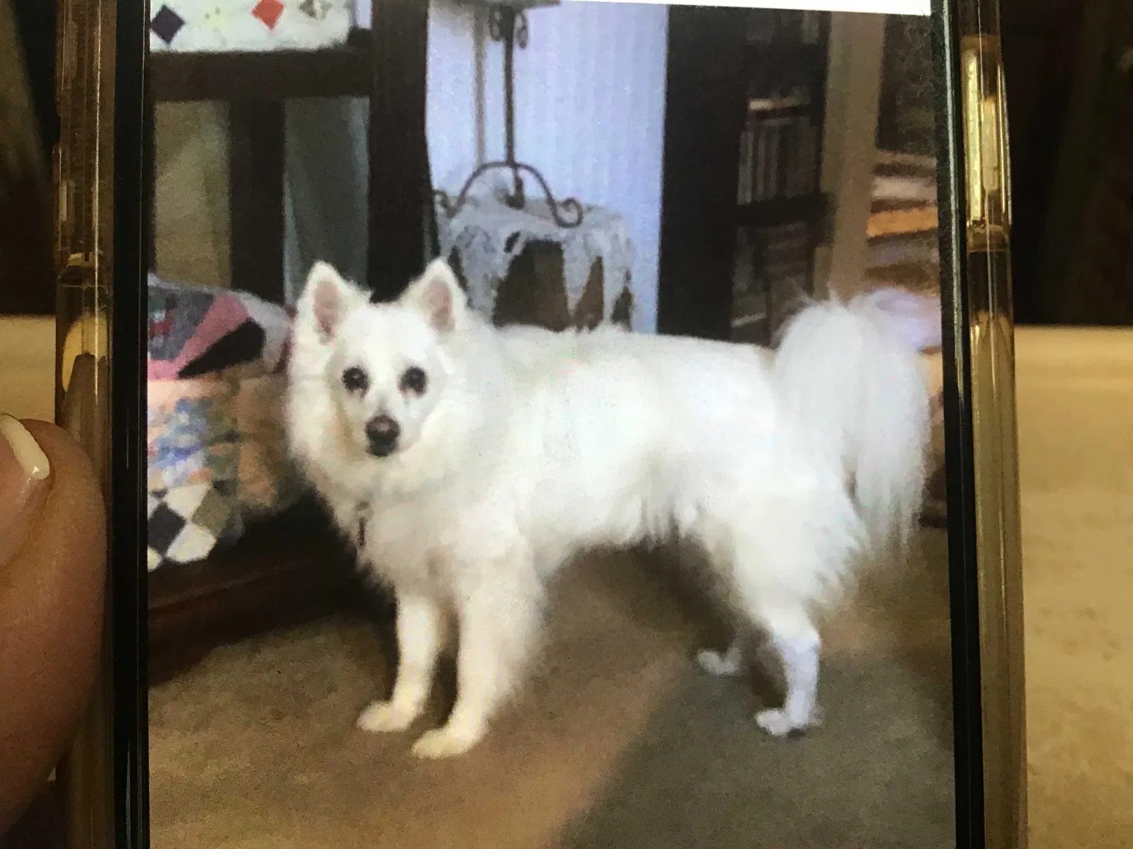 Lost dog in Converse, SC, 29329