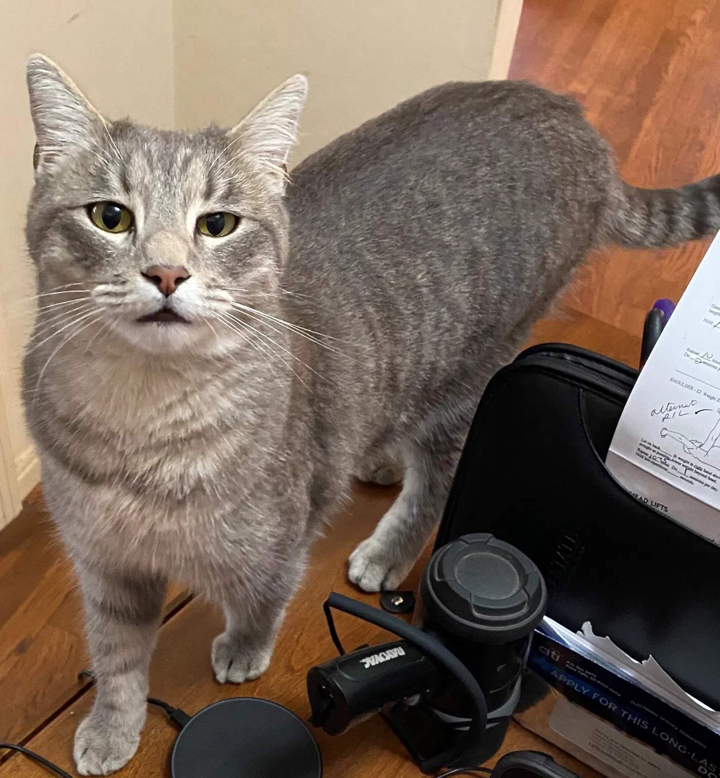 Lost cat in Fresno, CA, 93728