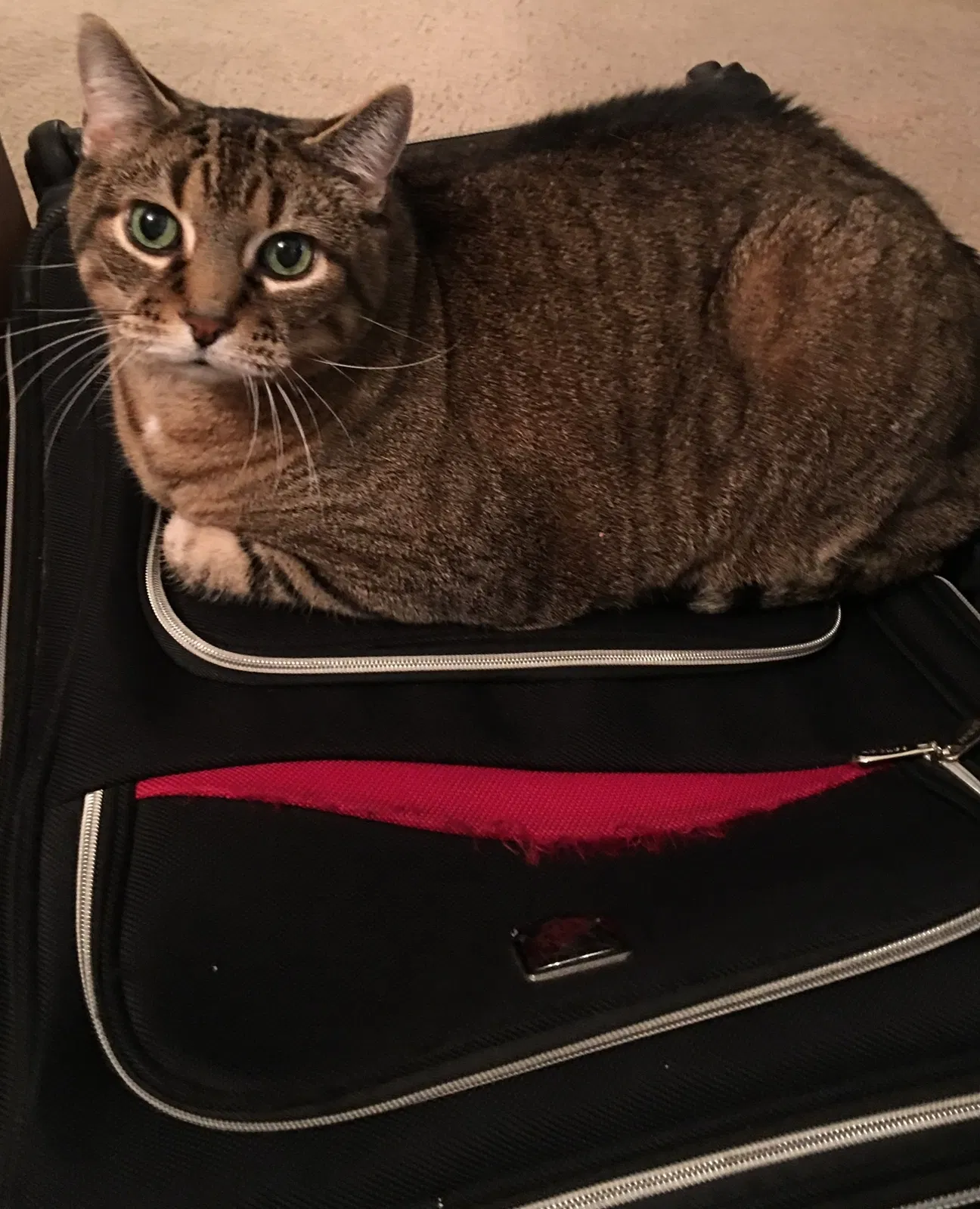 Lost cat in Chelsea, AL, 35043