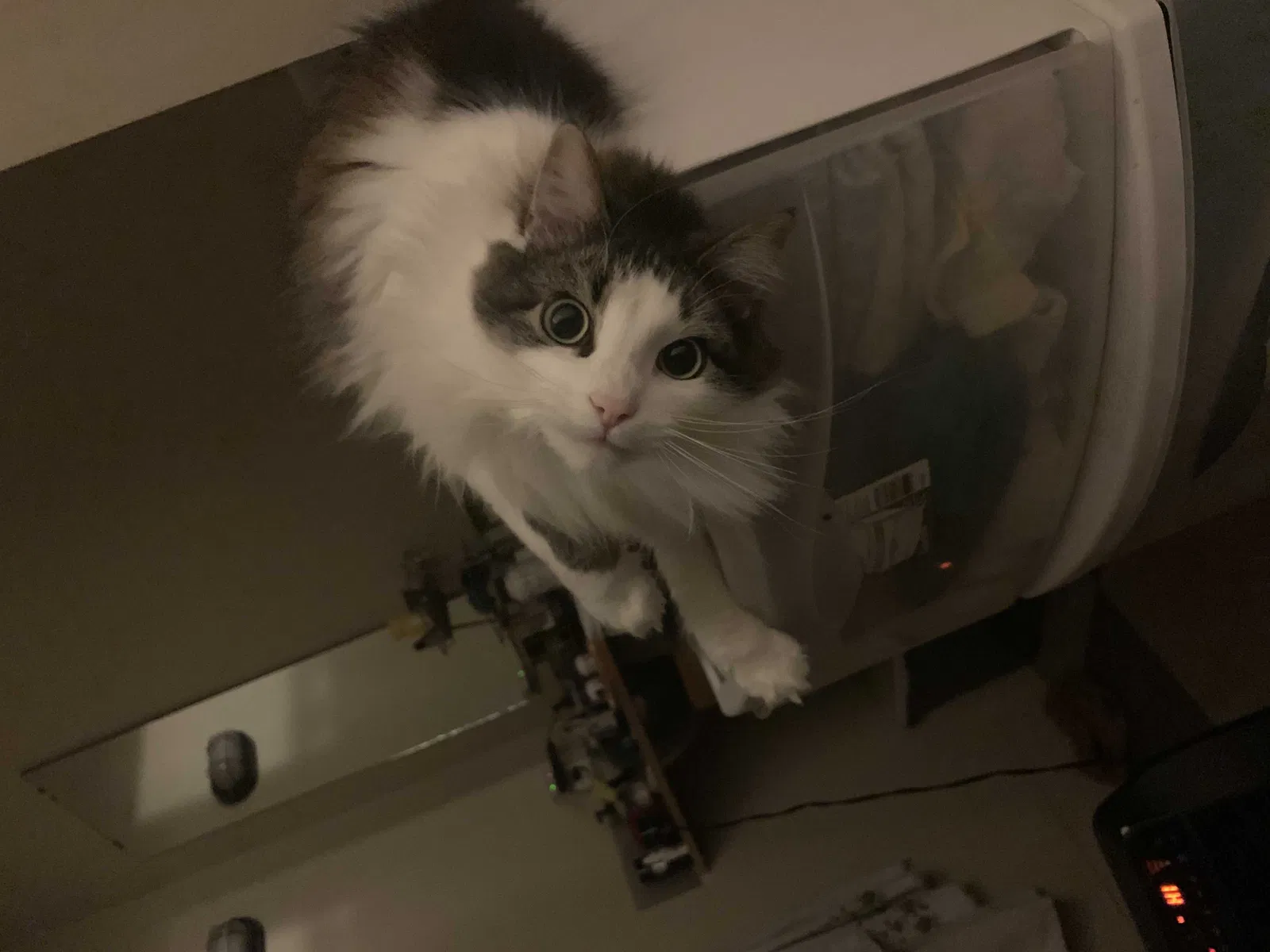 Lost cat in Topeka, KS, 66604