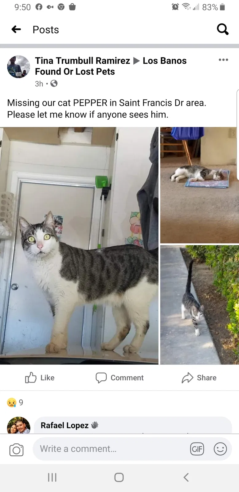 Lost cat in Los Banos, CA, 93635