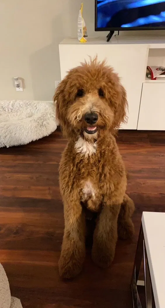 Lost dog in Fountain Valley, CA, 92708