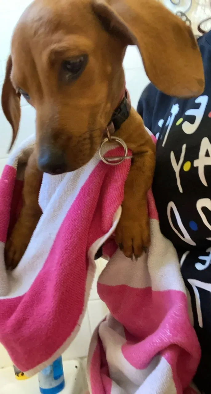 Lost dog in Bakersfield, CA, 93309