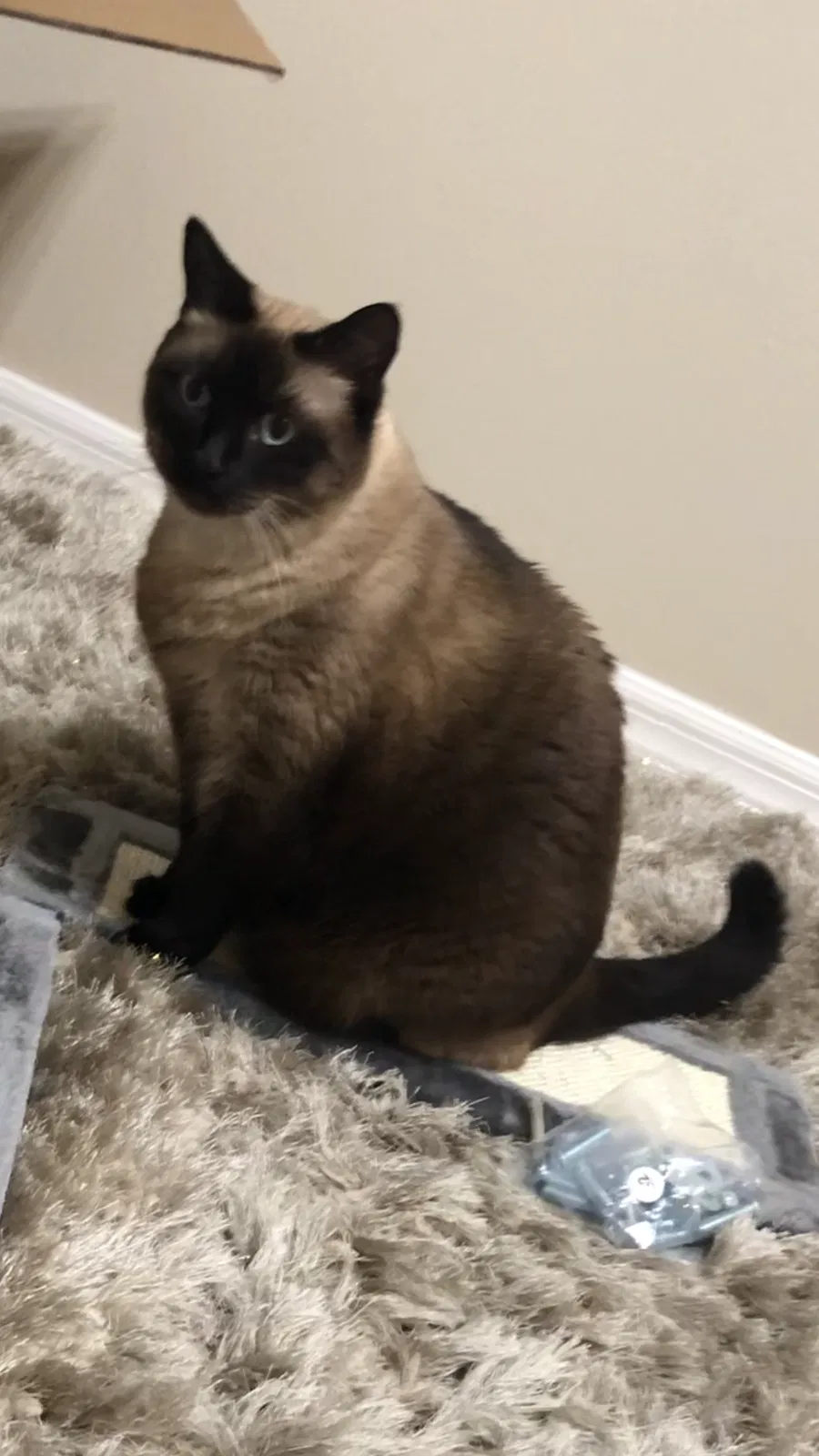 Lost cat in Melbourne, FL, 32940