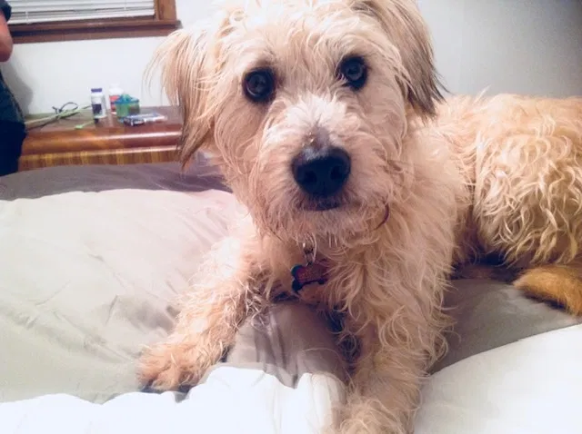 Lost dog in Greenup, KY, 41144