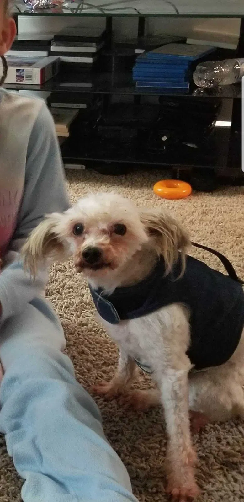 Lost dog in Pinson, AL, 35126
