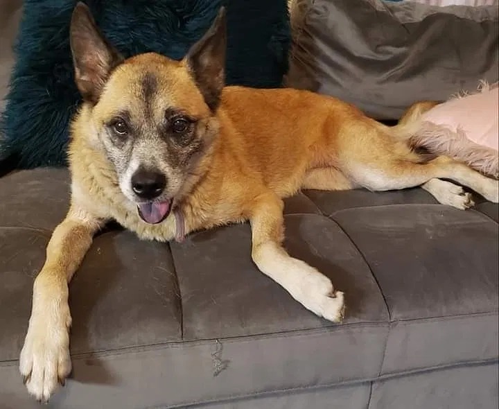 Lost dog in Mobile, AL, 36606