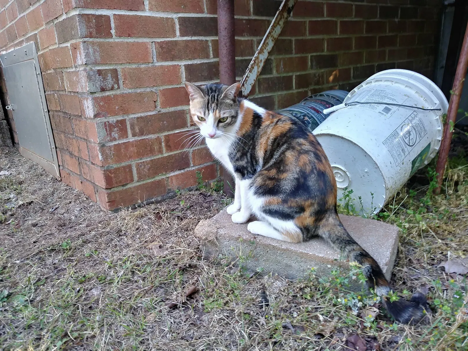 Lost cat in Valley, AL, 36854