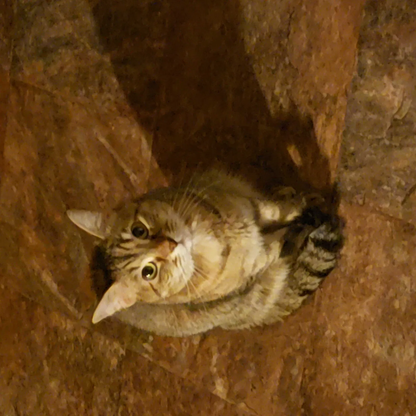 Lost cat in Browns Mills, NJ, 8015