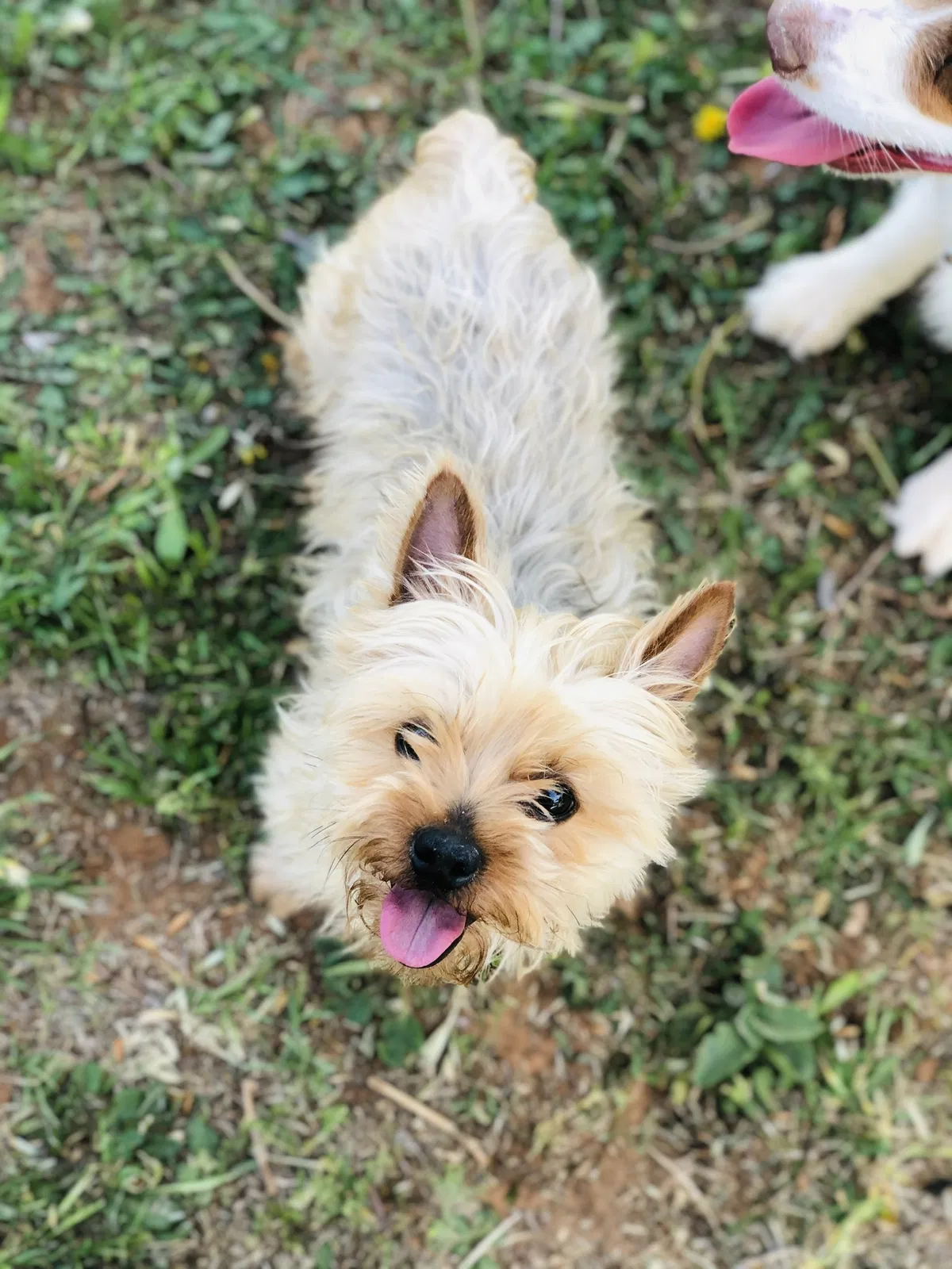 Lost dog in Midland, TX, 79705