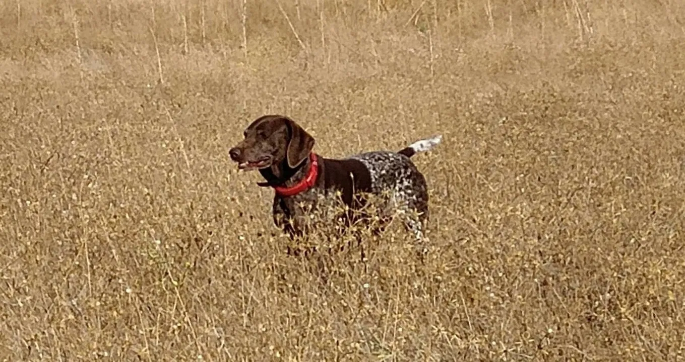 Lost dog in Vacaville, CA, 95687