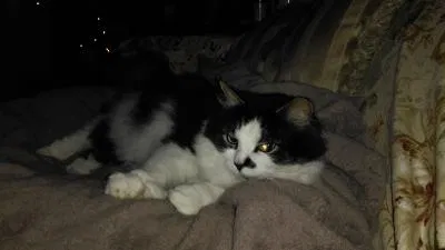 Lost cat in Teaneck, NJ, 7666