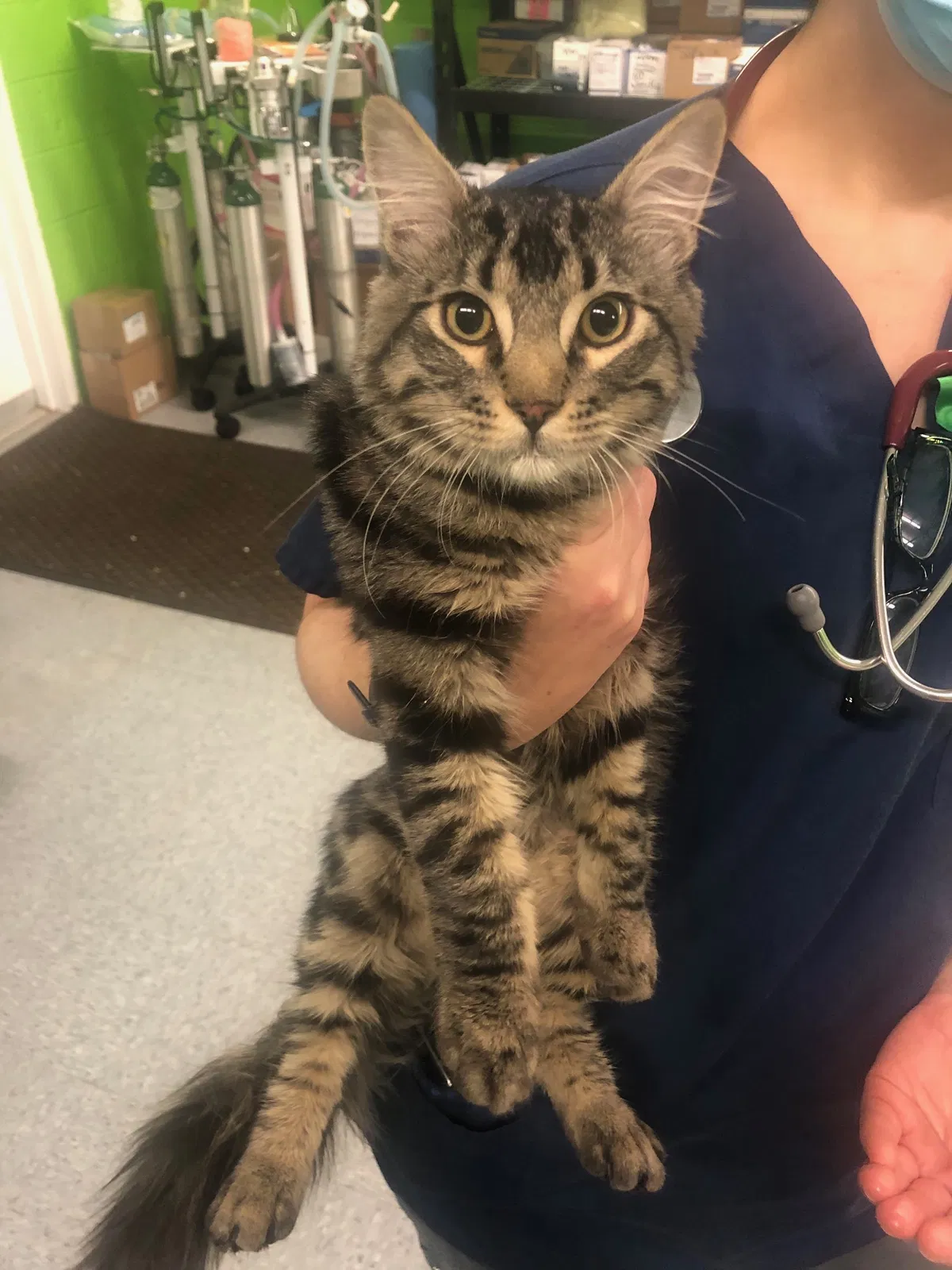 Lost cat in Albuquerque, NM, 87120