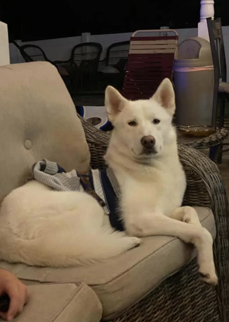 Lost dog in Riverview, FL, 33579