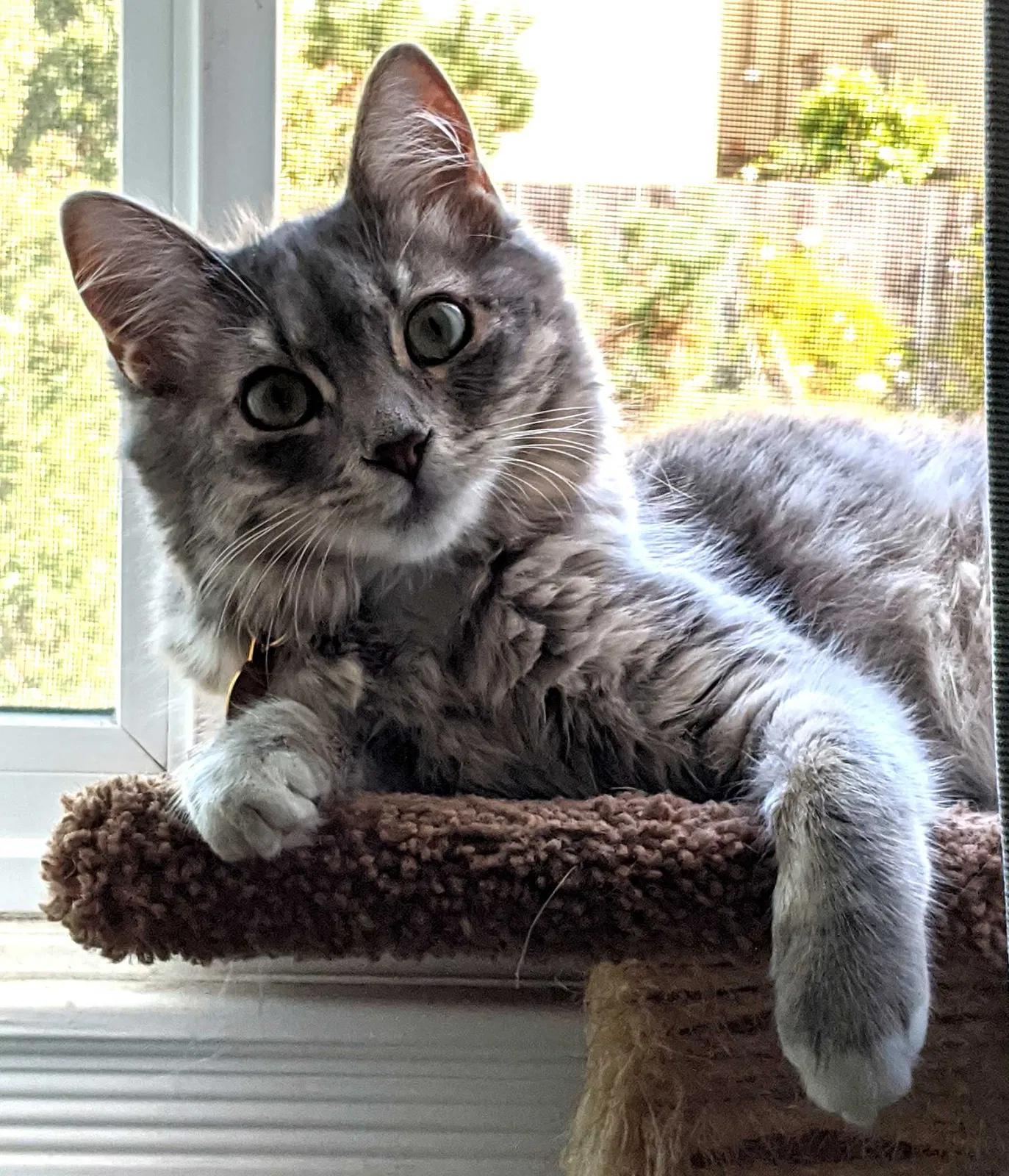 Lost cat in San Francisco, CA, 94118