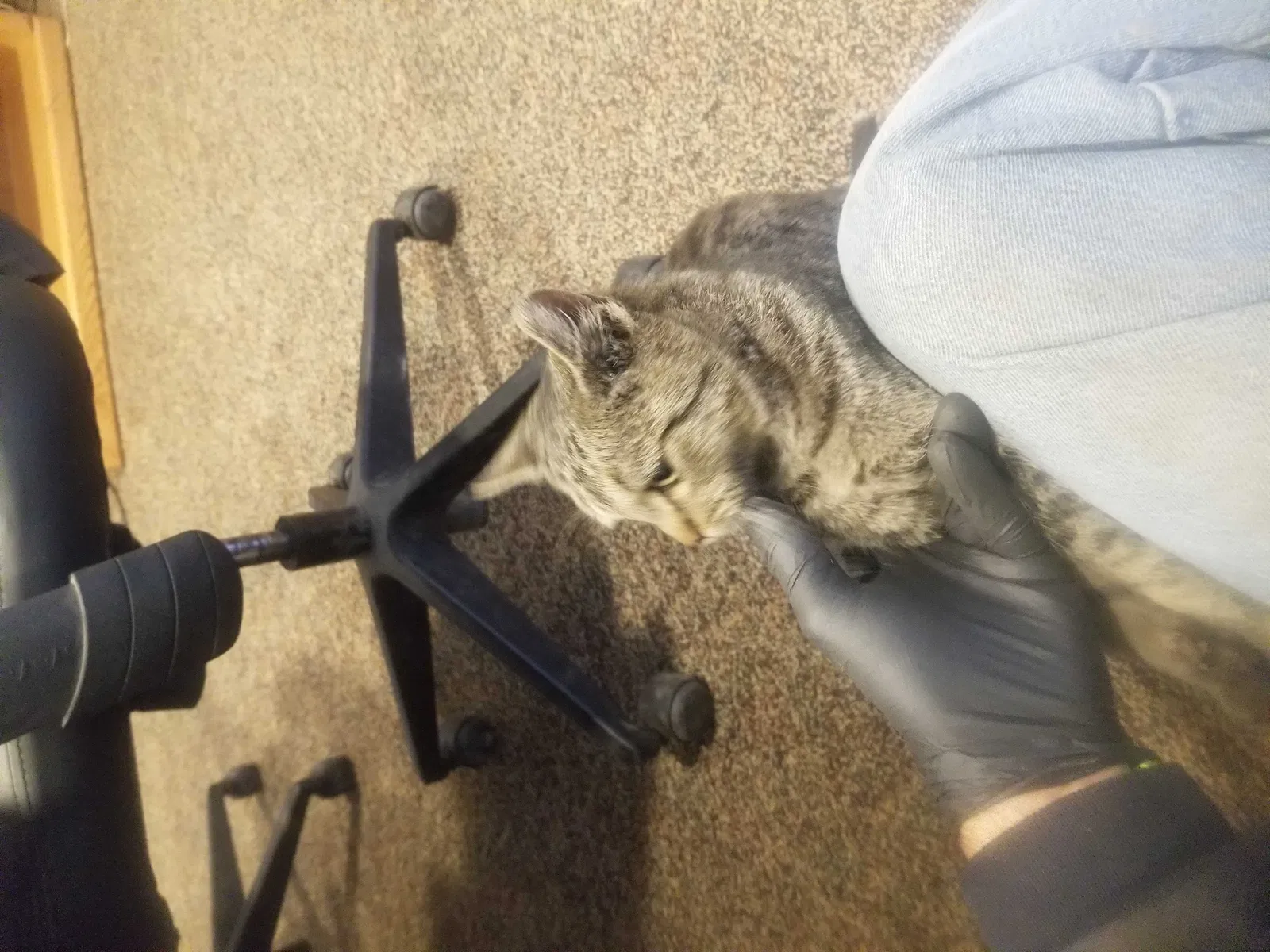 Found cat in Commerce City, CO, 80022
