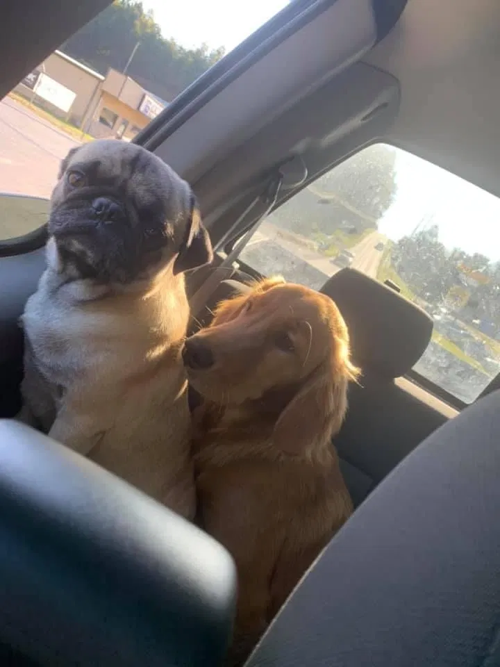 Lost dog in Ellijay, GA, 30540
